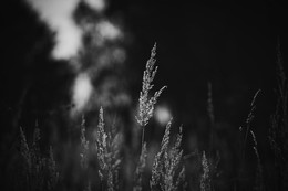 Der letzte Sommer / ***