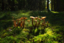 Mit der Sonne / ***