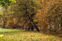 Goldener Herbst / ***
