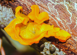 Pilze / ***