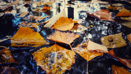 "Herbst" / ***