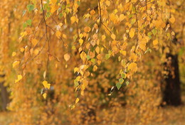 Birke im Herbst / ***