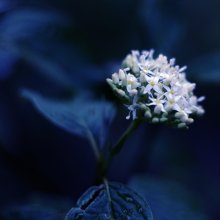 Nach dem Regen / ***