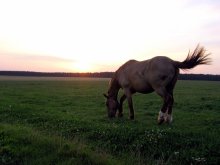 Konik / ***