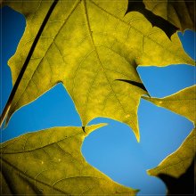 Green & Blue / ***