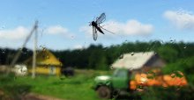 Village peyzazhik mit Elementen der Makro- / ******