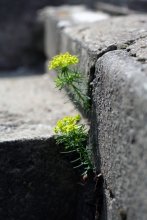 Blumen und Steine / ***