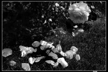 Rose / ***