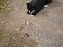 Cat & Mouse / ***