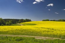Canola in voller Blüte / ...