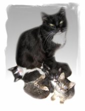 Feline Familie / ***