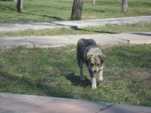 Das Leben eines Hundes / ***