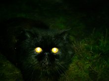 Goldeneye / ***