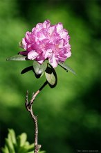 Blume Nummer 50 / ***