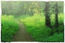 After summer rain... / ***