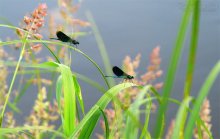 Dragonfly's / ---------------