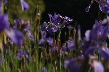 Plantage Schwertlilien / ................