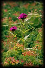 suburbanen Landschaft / ***