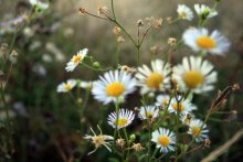 Gänseblümchen / ***