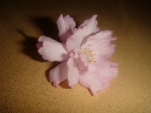 sakura / ...