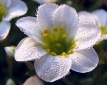 Blume / ***