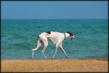 Tschingis Aitmatow ist gewidmet / ***