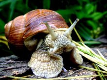 Schnecke / -------