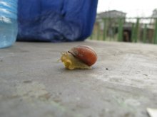 Schnecke / ***