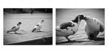 sie wissen auch, wie man Liebe / ***