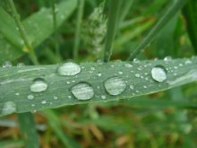 Frische / ***