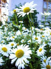 Gänseblümchen / ***