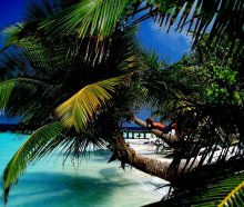Paradise / ***