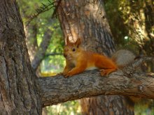 Eichhörnchen / ***