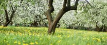 Blumen im Frühling ... / http://photoclub.by/work.php?id_photo=75927&id_auth_photo=2541#t