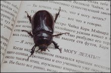 Wiederlesen Bach / ***