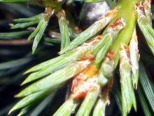 Needles / ***