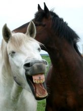 Lachen / ***