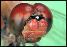 Dragonfly rot / ***