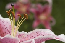 Flower Nu. / ...