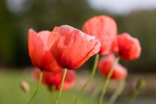 Scharlach Mohn / ***