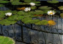 Nymphaea / *****