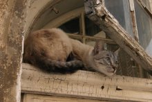 Nur Katze / ***