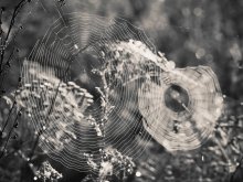 Auf der Spinne und dem Web .. / ***