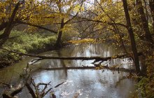 Forest River / ***