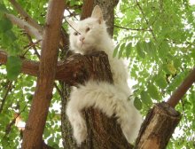Oba-na! Sprig! / ***