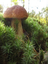 Geschenke des Herbstes / ***