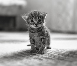  / ***