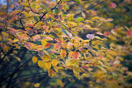 Herbst-Skizzen / ***