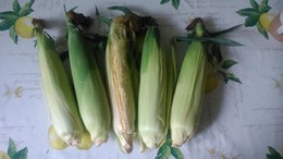  / Corn