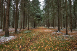 Der erste Schnee / ***